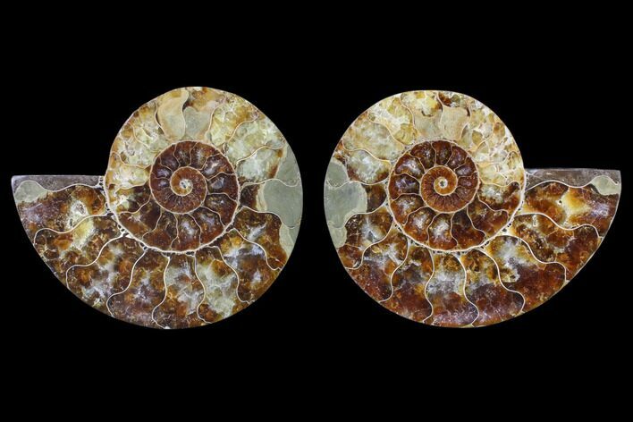 Cut & Polished Ammonite Fossil - Agatized #82314